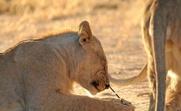 Yavru aslanların kirpiyle imtihanı - Resim: 4