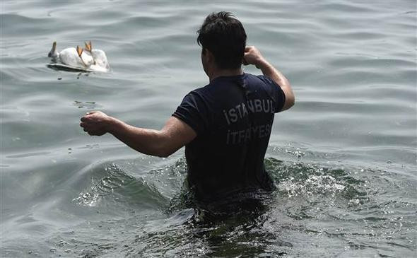 Yaralı martıyı itfaiyeci kurtardı - Resim: 2