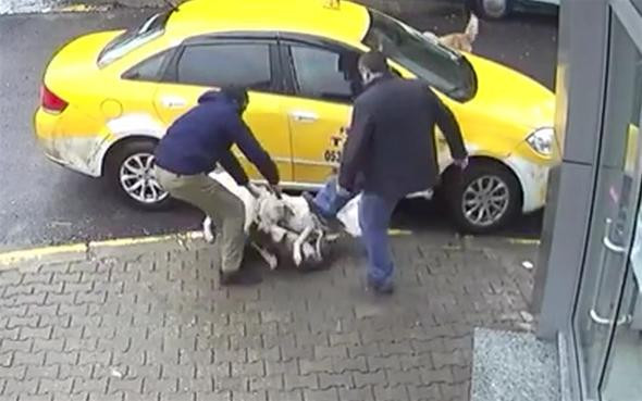 Sakarya'da sokak ortasında pitbull dehşeti!  - Resim: 3