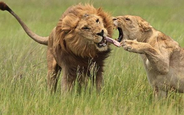 Doğanın en vahşileri böyle kapıştı! - Resim: 4