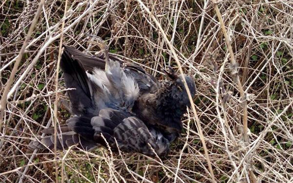 Fabrika müdürü böyle görüntülendi! Soruşturma... - Resim: 4