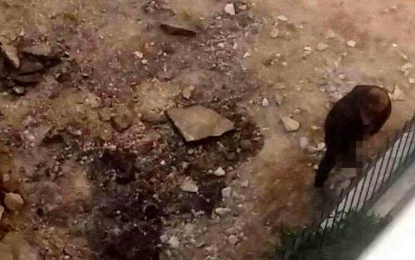 Sapığın cüretine bak! Kız yurdunun önünde iğrenç olay! - Resim: 2