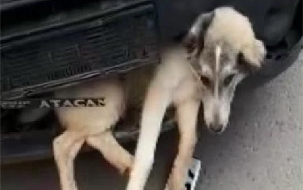 Akıl almaz görüntü! Tampona sıkışan yaralı köpekle... - Resim: 1