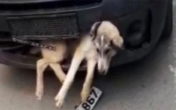 Akıl almaz görüntü! Tampona sıkışan yaralı köpekle... - Resim: 2