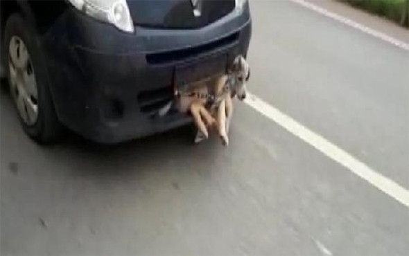 Akıl almaz görüntü! Tampona sıkışan yaralı köpekle... - Resim: 3