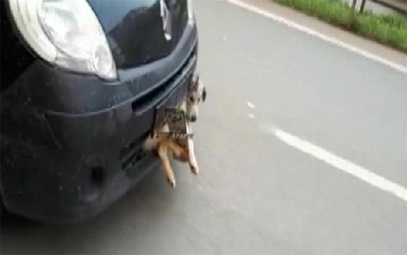 Akıl almaz görüntü! Tampona sıkışan yaralı köpekle... - Resim: 4