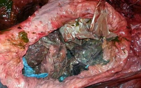 Balinanın midesini açtılar! İçinden çıkanlara inanamadılar - Resim: 4