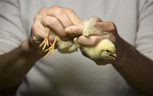 İki Türk yurt dışında bu işi yapıp ayda 32 bin lira alacak! - Resim: 3