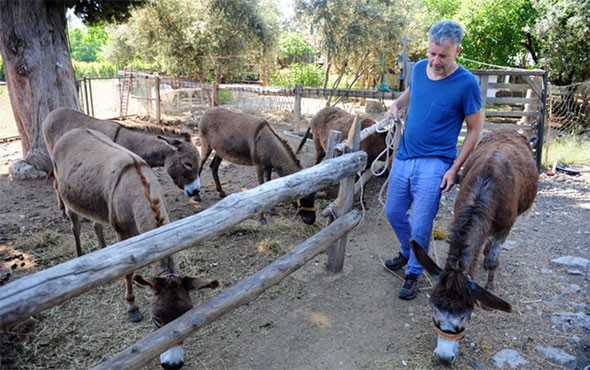 Avustralya'dan geldi, eşeklerle turist gezdiriyor! - Resim: 1