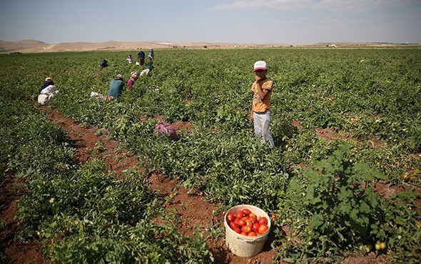 45 dereceyi aşan kavurucu sıcakta ekmek mücadelesi! - Resim: 1