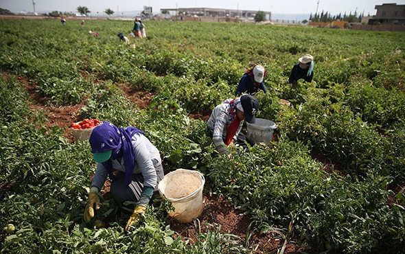 45 dereceyi aşan kavurucu sıcakta ekmek mücadelesi! - Resim: 2