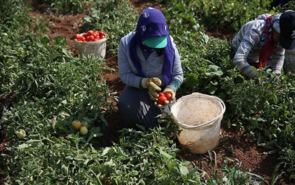 45 dereceyi aşan kavurucu sıcakta ekmek mücadelesi! - Resim: 3