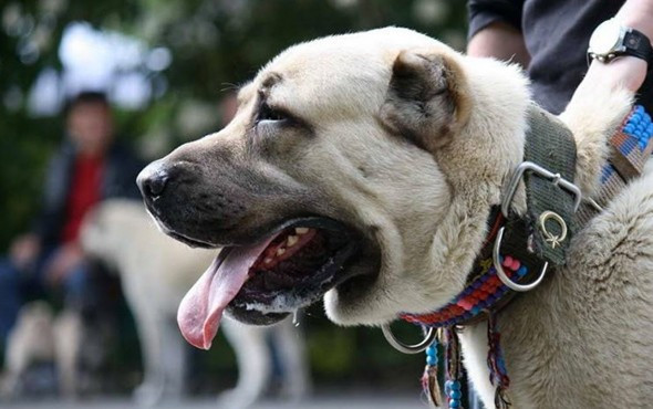 Polisin yanında artık onlar olacak - Resim: 1