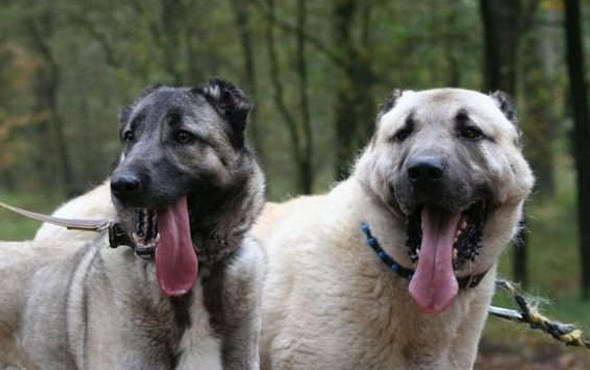 Polisin yanında artık onlar olacak - Resim: 2
