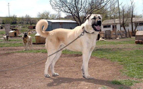 Polisin yanında artık onlar olacak - Resim: 3