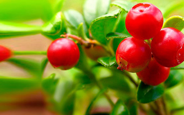 Çok az kişinin bildiği bu meyve yağ yakıyor - Resim: 1