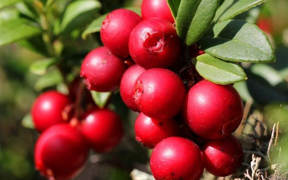 Çok az kişinin bildiği bu meyve yağ yakıyor - Resim: 2