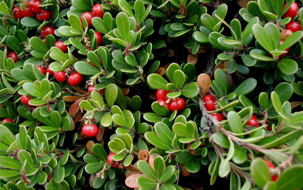 Çok az kişinin bildiği bu meyve yağ yakıyor - Resim: 4