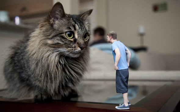 Erkekler dikkat kedi tırmalaması öyle bir şeye neden oluyor ki... - Resim: 4