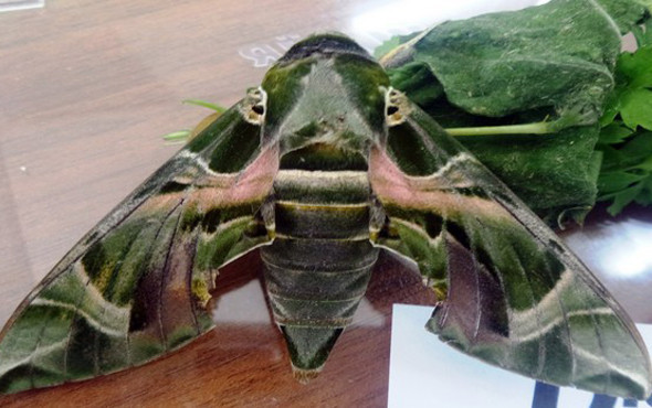 Nadir rastlanan 'mekik kelebeği' Sakarya'da görüldü - Resim: 1