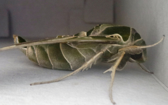 Nadir rastlanan 'mekik kelebeği' Sakarya'da görüldü - Resim: 4