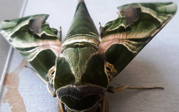 Nadir rastlanan 'mekik kelebeği' Sakarya'da görüldü - Resim: 2