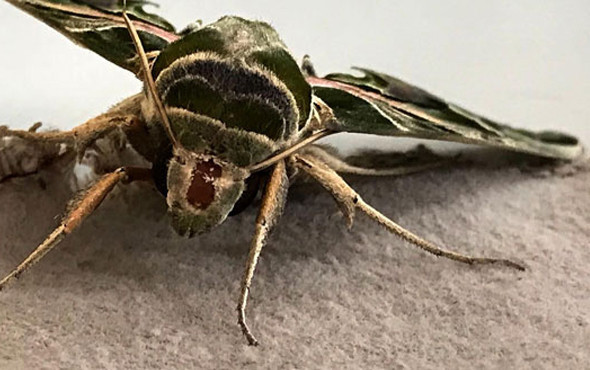 Nadir rastlanan 'mekik kelebeği' Sakarya'da görüldü - Resim: 3