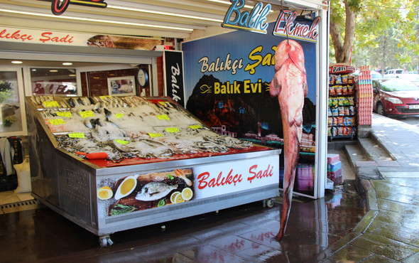 Yeşilırmak'tan "Jaws" çıktı! Fiyatını duyanlar... - Resim: 1