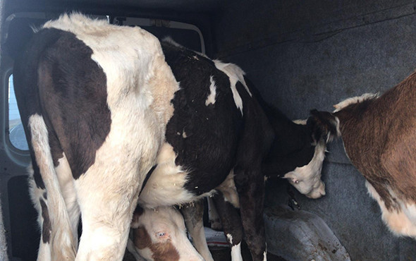 Şaşkına çeviren görüntü: Her şey sonradan anlaşıldı! - Resim: 1