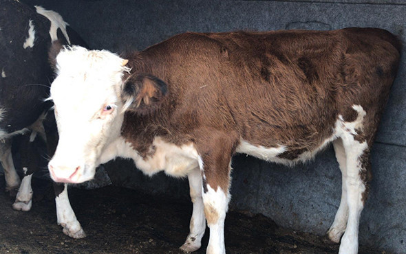 Şaşkına çeviren görüntü: Her şey sonradan anlaşıldı! - Resim: 3