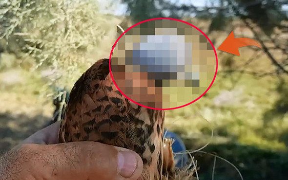 Bunun adı vahşet: Kuşların gözlerine bunu yaptılar! - Resim: 1