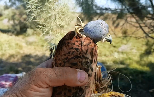 Bunun adı vahşet: Kuşların gözlerine bunu yaptılar! - Resim: 2