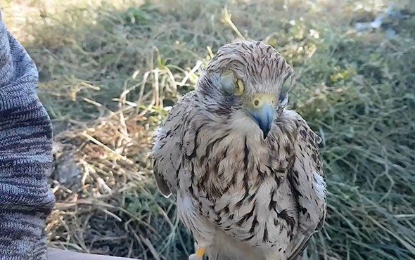 Bunun adı vahşet: Kuşların gözlerine bunu yaptılar! - Resim: 3