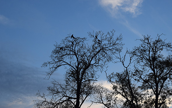 Av dehşeti: Parkta oyun oynarken vuruldu! - Resim: 2