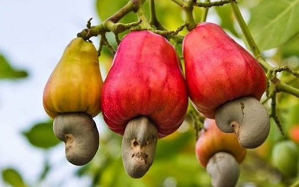 Kajuları artık ordu alacak iki bakan görevinden alınmıştı - Resim: 4