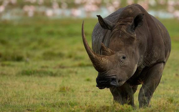 Çin 25 yıllık yasağını kaldırıyor bu karar çok tartışılır - Resim: 1