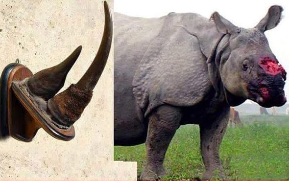 Çin 25 yıllık yasağını kaldırıyor bu karar çok tartışılır - Resim: 3