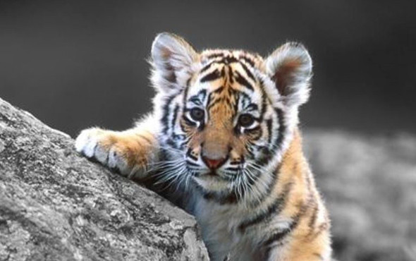 Çin 25 yıllık yasağını kaldırıyor bu karar çok tartışılır - Resim: 4