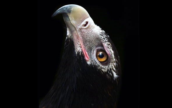 14 yaşındaki ödüllü fotoğrafçının çektiği inanılmaz fotoğraflar - Resim: 4