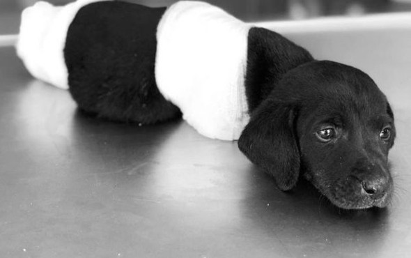 Can dostlara işkence cezasız kalmayacak 5 yıl hapis - Resim: 1