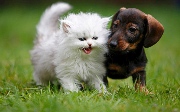 Can dostlara işkence cezasız kalmayacak 5 yıl hapis - Resim: 2