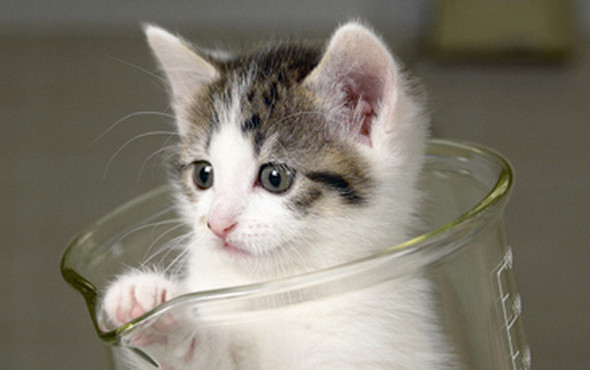 Can dostlara işkence cezasız kalmayacak 5 yıl hapis - Resim: 3