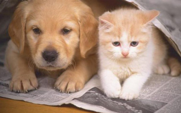 Can dostlara işkence cezasız kalmayacak 5 yıl hapis - Resim: 4