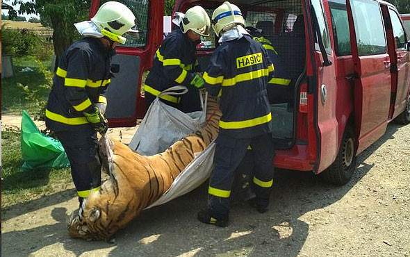 Elektrikli testereyle kaplan vahşeti! 25 bin dolara satacaklardı - Resim: 1