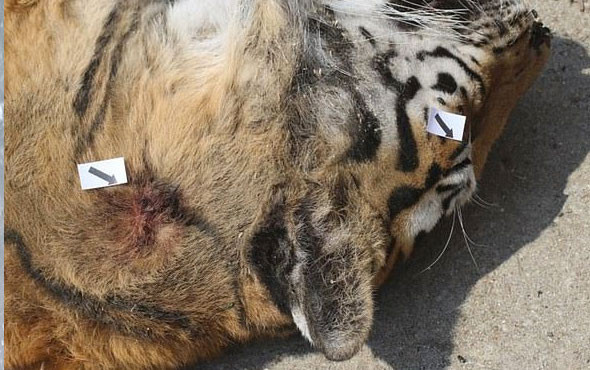 Elektrikli testereyle kaplan vahşeti! 25 bin dolara satacaklardı - Resim: 4