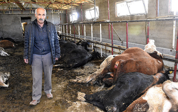Ahırın kapısını açtıklarında şoke oldular! 21 büyükbaş... - Resim: 1
