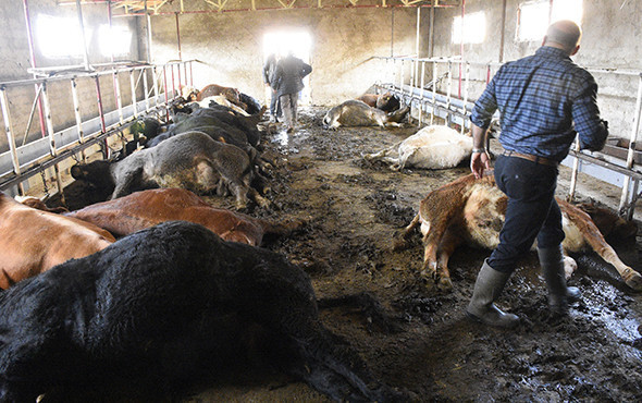 Ahırın kapısını açtıklarında şoke oldular! 21 büyükbaş... - Resim: 2