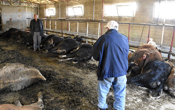 Ahırın kapısını açtıklarında şoke oldular! 21 büyükbaş... - Resim: 3