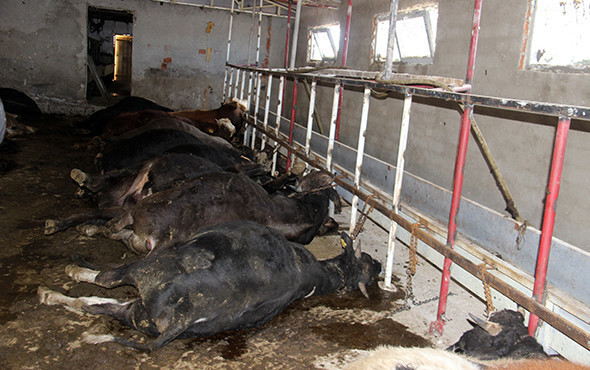 Ahırın kapısını açtıklarında şoke oldular! 21 büyükbaş... - Resim: 4