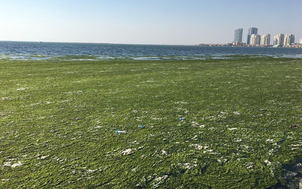 Bu görüntü vatandaşı alarma geçirdi Deniz yeşile büründü - Resim: 1